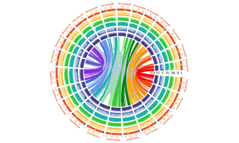 行業(yè)資訊 | 首個人參完整基因組發(fā)布